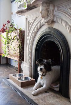dog bed fireplace